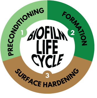 Biofilm Life Cycle Pie Image